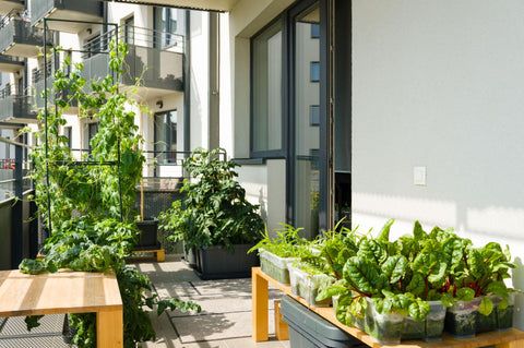 15 Easy Vegetables You Can Grow in Your Balcony Garden