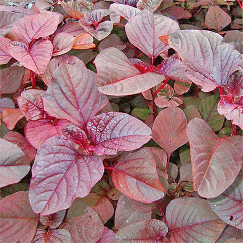 Leafy Vegetables Seeds