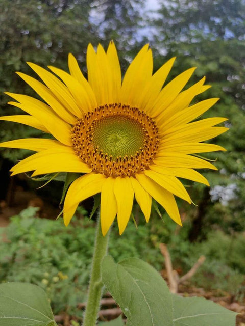 SUNFLOWER | சூரியகாந்தி பூ