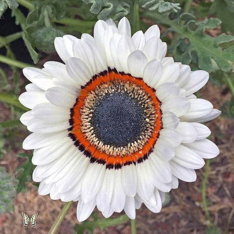 Sunflower White | சூரியகாந்தி (வெள்ளை)