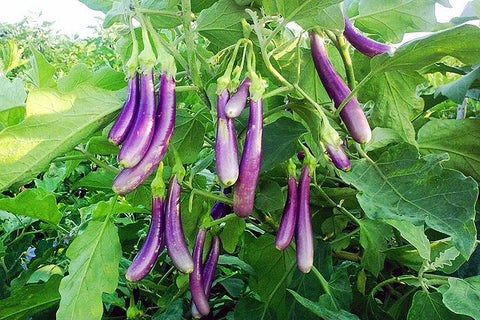 Blue Long Brinjal