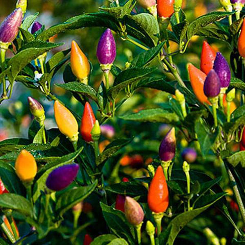 Sky Facing Chilli