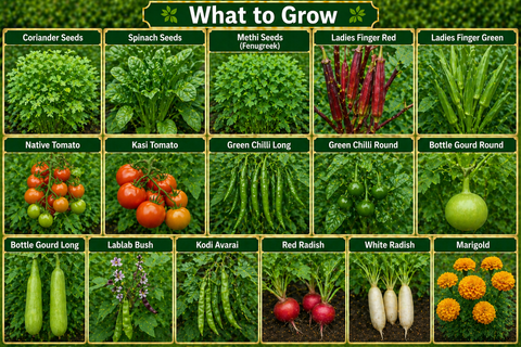 Terrace Veg Seed Kit