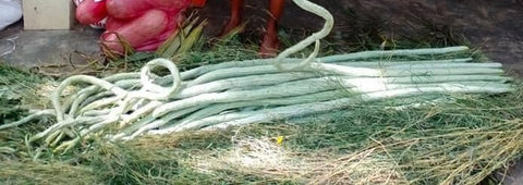 LONG SNAKE GOURD PUDALAI