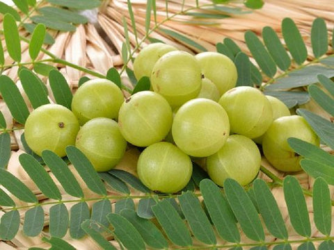 Amla | பெருநெல்லி