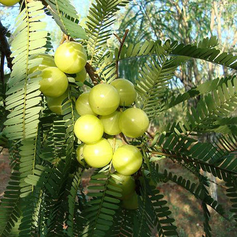 Amla | பெருநெல்லி