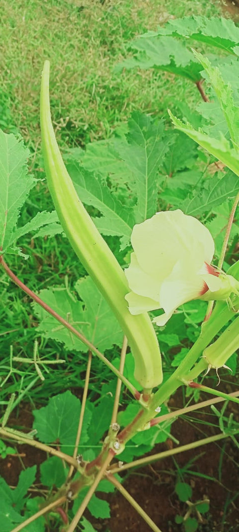 Elephant Trunk Okra
