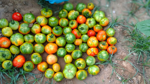 Country Tomato Round