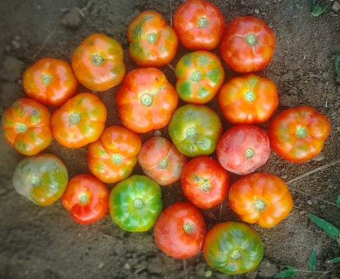 Periyakulam Round Tomato