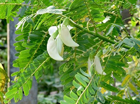 AGATHI KEERAI ( white HUMMING BIRD TREE SEEDS ) | வெள்ளை அகத்திக்கீரை