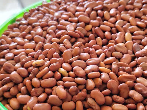 AGATHI KEERAI ( white HUMMING BIRD TREE SEEDS ) | வெள்ளை அகத்திக்கீரை