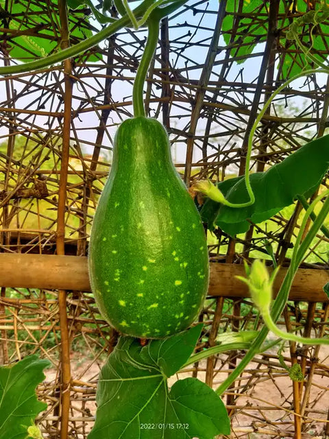 Bottle Gourd - Round