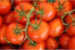 Madanapalle Tomato