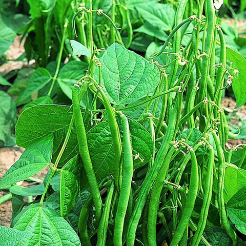 Beans