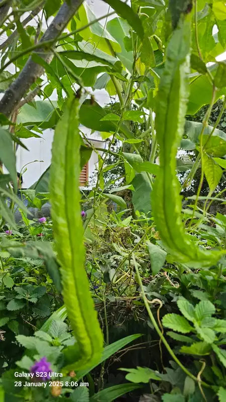 Winged beans