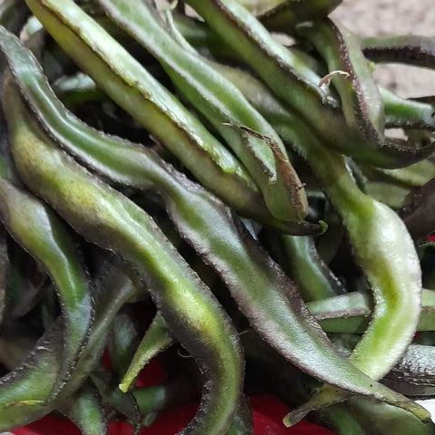 Sedi Kolii Avarai