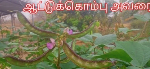 Aattu kombu Kodi Avarai
