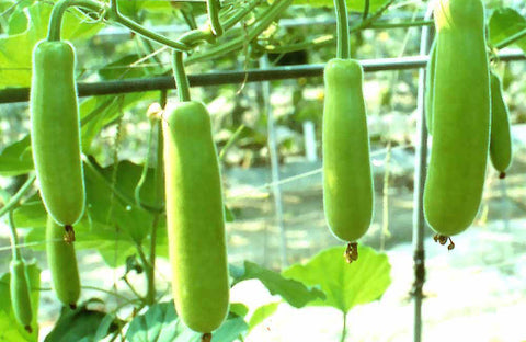 Bottle Gourd - Long