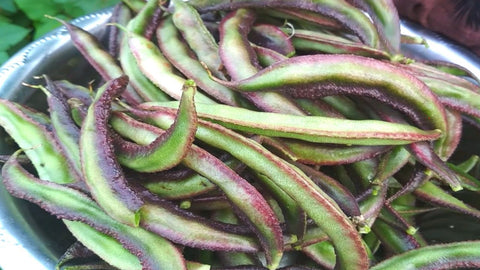 KOLI AVARAI - VIOLET