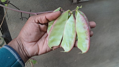 Elephant Horn Bush
