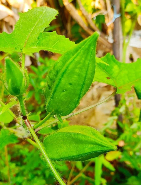 Kasthuri Okra