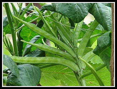 Cluster Beans small
