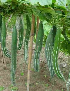 MEDIUM SNAKE GOURD