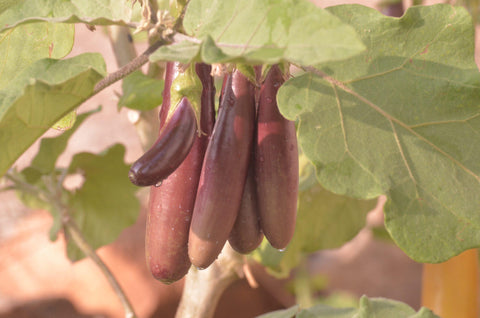 Brinjal - Sevanthambatti