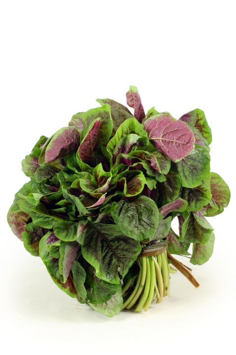 Foxtail Amaranthus Green & Red