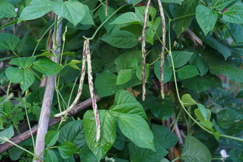 Jack Beans - Bush