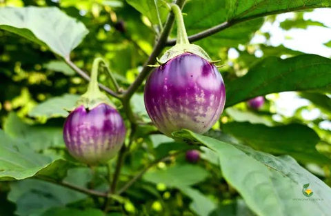 Thoppi Brinjal