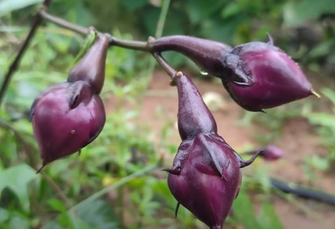 Purple Mookuththi Avarai ( Clove Beans )